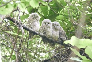 フクロウの餌の種類と餌代について