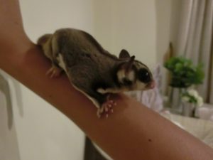 モモンガの寿命と病気！長生きの秘訣とは？