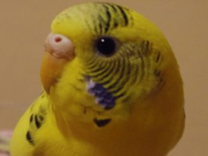 セキセイインコの鳴き声の意味とうるさいときの対処法