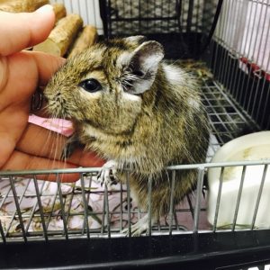 デグーがなつく・べた慣れする方法