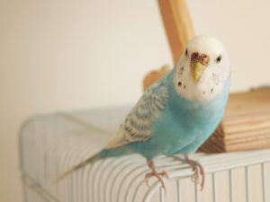 セキセイインコの雛の育て方と餌の与え方