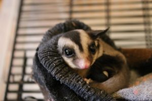 モモンガの鳴き声の意味と大きさ!うるさい時の対処法を伝授