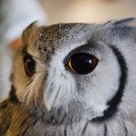 フクロウの寿命と長生きの秘訣