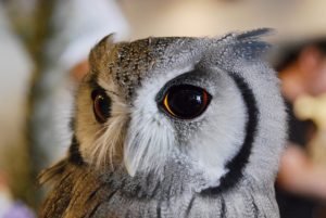 フクロウの寿命と長生きの秘訣