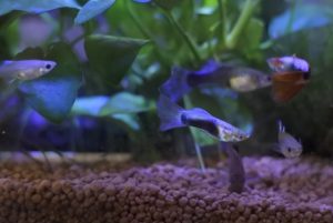 グッピーの飼育方法！初心者向け