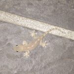 ヤモリの飼育方法まとめ