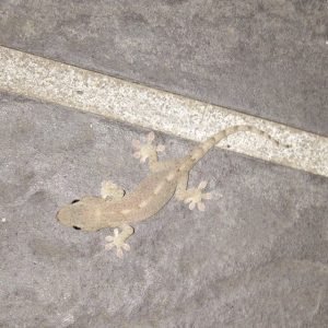 ヤモリの飼育方法まとめ