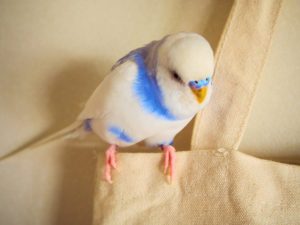 セキセイインコのケージのおすすめと置き場所・掃除の仕方について