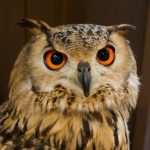 フクロウの飼育方法まとめ