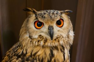 フクロウの飼育方法まとめ