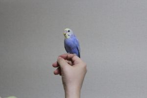 セキセイインコが喋り始める時期と練習方法について