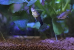 グッピーの産卵の兆候と産卵箱に入れるタイミング