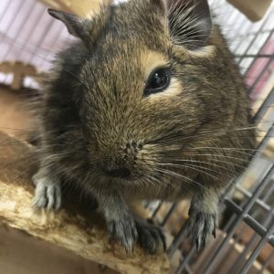 デグーのケージの掃除の方法と頻度