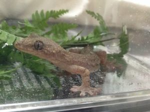 ヤモリの寿命と長生きの秘訣