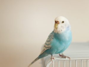 セキセイインコの飼い方～初心者向け