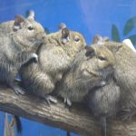 デグーの種類別の値段と特徴について