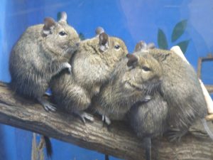 デグーの種類別の値段と特徴について