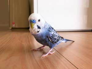 セキセイインコの病気の症状・原因・対処法
