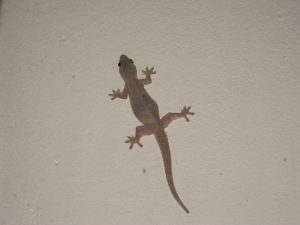 ヤモリの餌の種類と食べない時の対処法