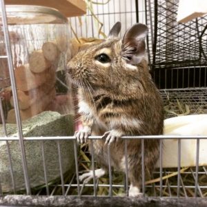 デグーのケージや床材は何がいい？安全でおすすめなのはこれ！