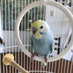 セキセイインコにヒーターはいつからいつまで?冬の保温対策について