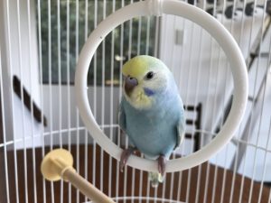 セキセイインコにヒーターはいつからいつまで？冬の保温対策について