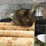 デグーの鳴き声の意味と気持ち