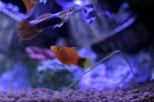グッピーの水温の最低は?冬の対策法