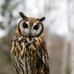 ウサギフクロウの餌・値段・寿命・性格など