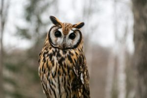 ウサギフクロウの餌・値段・寿命・性格など