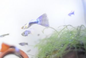 グッピーとの混泳にエビが向く理由とエビの種類