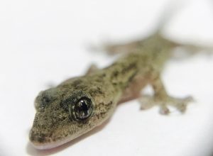 ヤモリの飼育方法～初心者向け