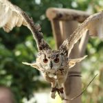 フクロウはなつくの?なつかない時の対処法