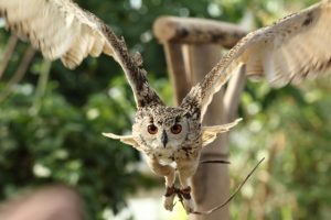 フクロウはなつくの？なつかない時の対処法