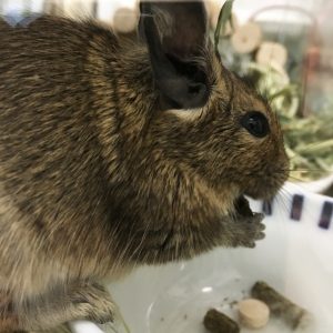 デグーの餌の量と回数！食べない時の対処法