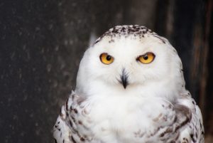 フクロウのペットに出来る種類と値段