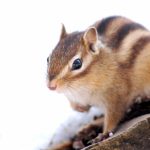 リスでペットに出来る種類と値段