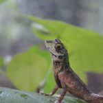 トカゲのペットで人気の種類と特徴