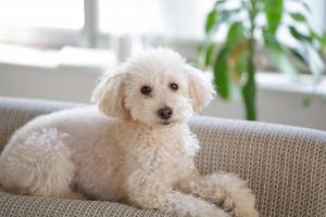 トイプードルのブラッシングの頻度と嫌がる時の上手な対処法