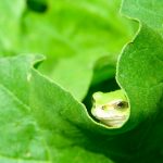 カエルを冬眠させない方法とさせる時の注意点