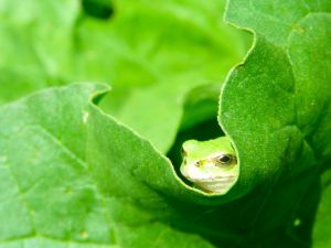カエルを冬眠させない方法とさせる時の注意点