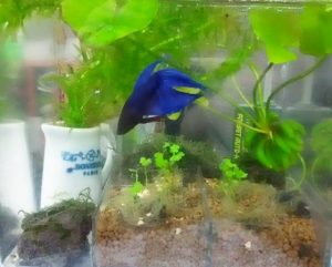 ベタのヒーターのおすすめとなしで飼う方法