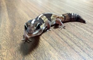 トカゲの餌の種類と食べない時の対処法