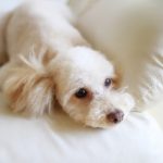 トイプードルのしつけ方について