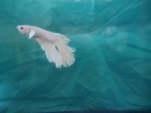 ベタの種類と値段、特徴について