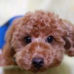 トイプードルの赤ちゃんの育て方としつけ方