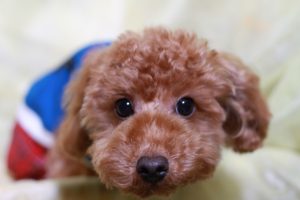 トイプードルの赤ちゃんの育て方としつけ方