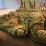 トカゲの飼育方法~初心者向け~