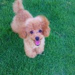 トイプードルは散歩が必要？嫌がる時の対応は？