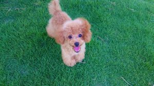 トイプードルは散歩が必要?嫌がる時の対応は?